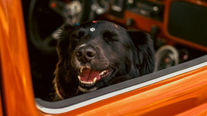 How to Get Pet Hair Out of a Car: Best Tools, Tips & Step-by-Step Methods