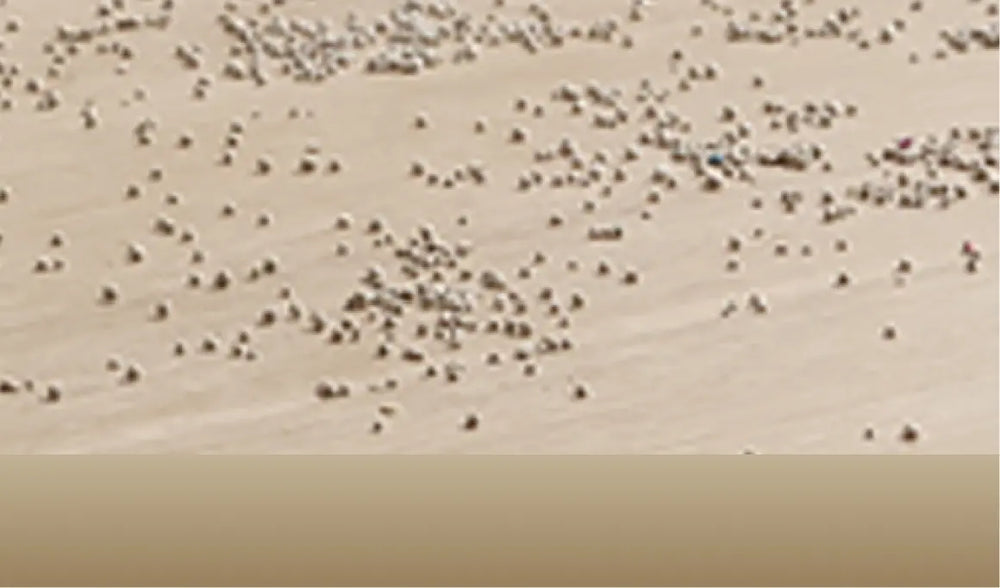 Pet Food Pellets