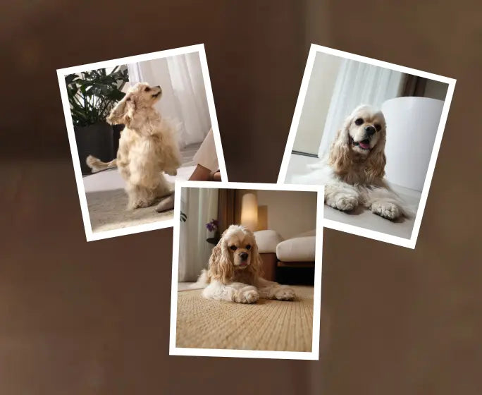 Pet-Finding Mode &amp; Pet Snaps
Pet-finding mode* cleverly locates your pet for targeted cleaning, while pet snaps* capture charming photos, turning pet care into delightful moments you'll treasure.