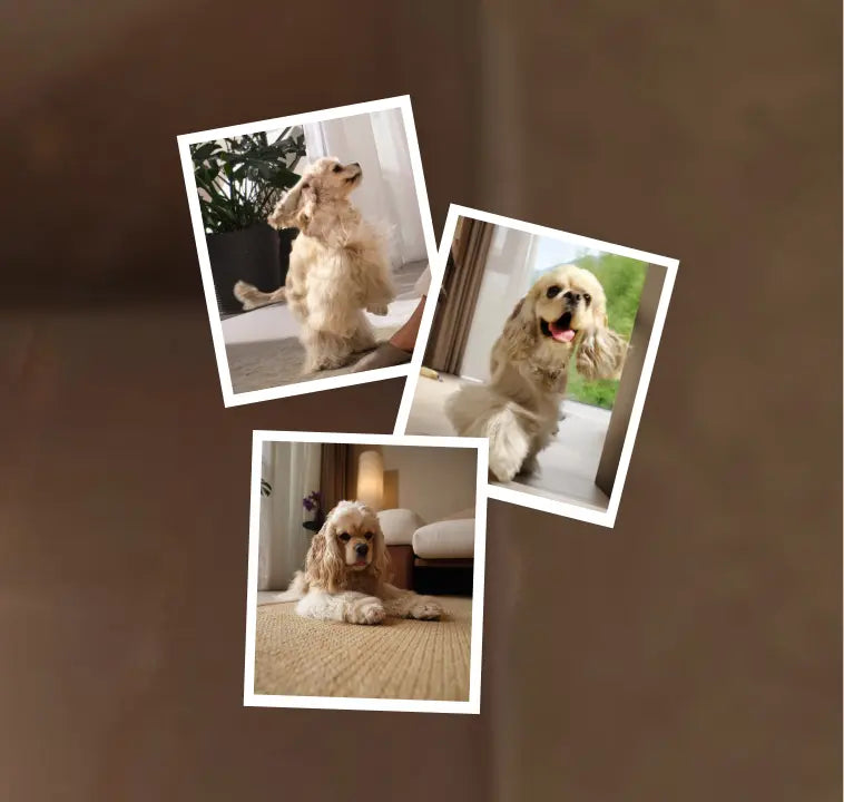 Pet-Finding Mode &amp; Pet Snaps
Pet-finding mode* cleverly locates your pet for targeted cleaning, while pet snaps* capture charming photos, turning pet care into delightful moments you'll treasure.